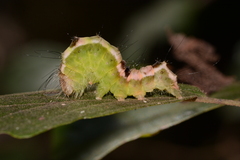 Acronicta hamamelis