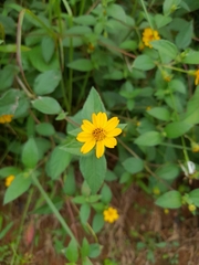 Melampodium divaricatum