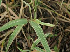 Phalaris arundinacea picta