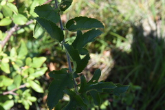 Malus toringo