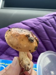 Tricholoma ustaloides