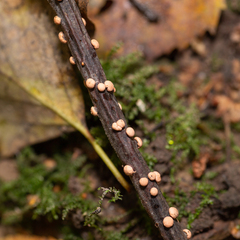 Nectria cinnabarina