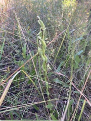 Habenaria floribunda