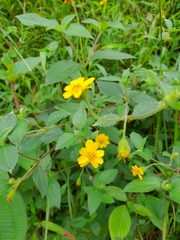 Melampodium divaricatum