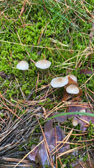 Mycena galericulata