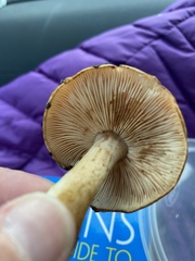 Tricholoma ustaloides