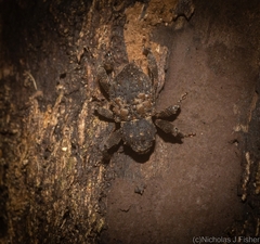 Methidrysis afflicta