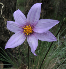 Dahlia pugana