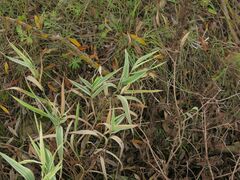 Phalaris arundinacea picta