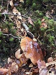 Tricholoma ustaloides