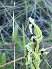 Habenaria floribunda