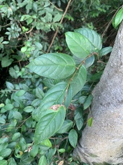 Sageretia thea