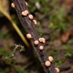 Nectria cinnabarina