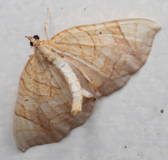 Eulithis diversilineata