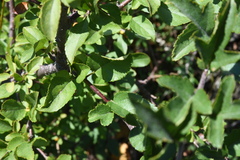 Malus toringo