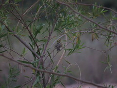 Anairetes flavirostris