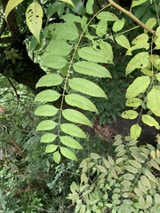Koelreuteria bipinnata