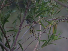 Anairetes flavirostris