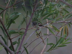 Anairetes flavirostris