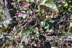 Malus toringo