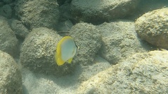 Chaetodon ocellatus