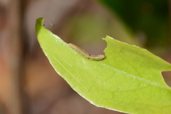Ectropis crepuscularia