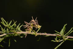 Synchlora