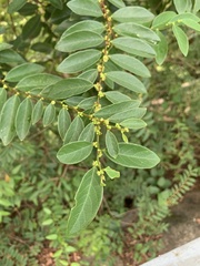 Bridelia tomentosa
