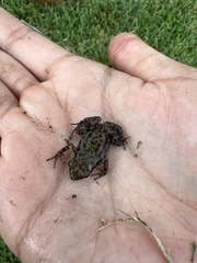 Eleutherodactylus campi