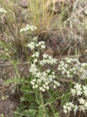 Parthenium