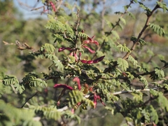 Mimosa aculeaticarpa