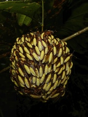 Apoica pallens