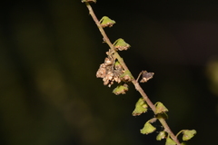 Synchlora