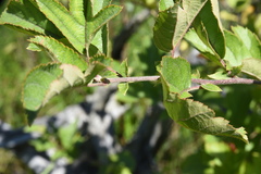 Malus toringo