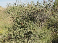 Mimosa aculeaticarpa