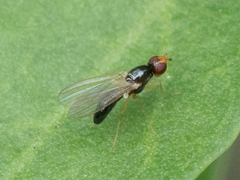 Chamaepsila
