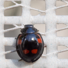 Exochomus quadripustulatus