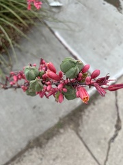Hesperaloe
