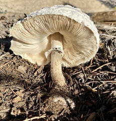 Chlorophyllum