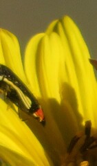 Acmaeodera flavomarginata
