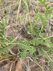Parthenium