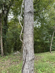 Toxicodendron radicans