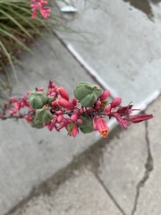 Hesperaloe