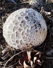 Chlorophyllum