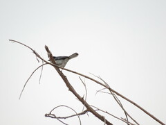 Microspingus melanoleucus