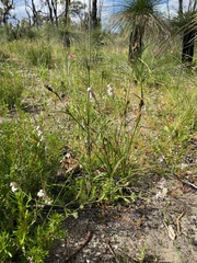 Silene gallica
