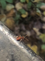 Myrmica rubra
