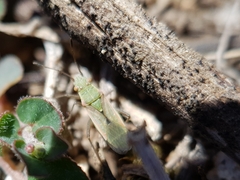 Agraphopus lethierryi