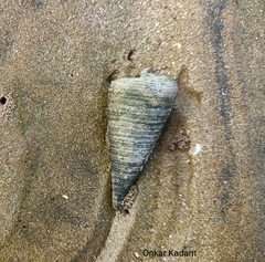 Telescopium telescopium