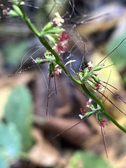 Oplismenus hirtellus